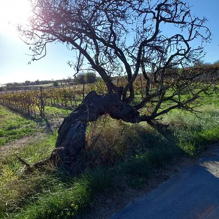 Studio I Languedoc. Nézignan-lʼÉvêque Extérieur photo