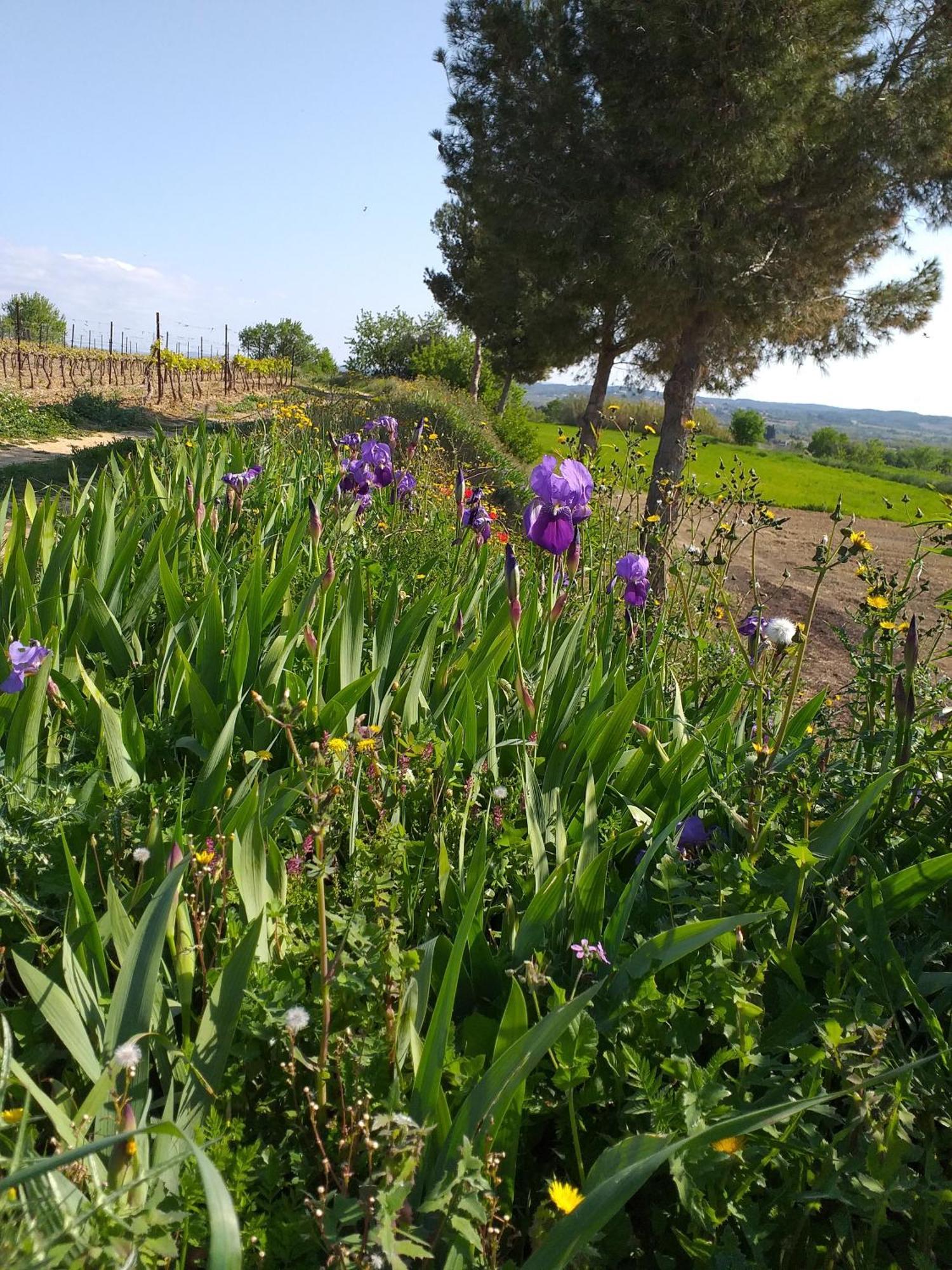 I Languedoc.